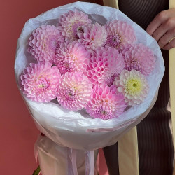11 розовых георгин